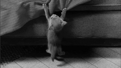 Le tricot en gif : le tricot vu par les chats chat sos