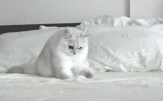 Le tricot en gif : le tricot vu par les chats cat petting