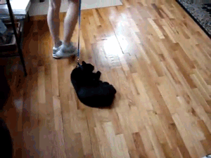 Le tricot en gif : le tricot vu par les chats chat flemme
