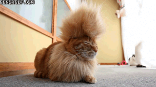 Le tricot en gif : le tricot vu par les chats chat coiffure