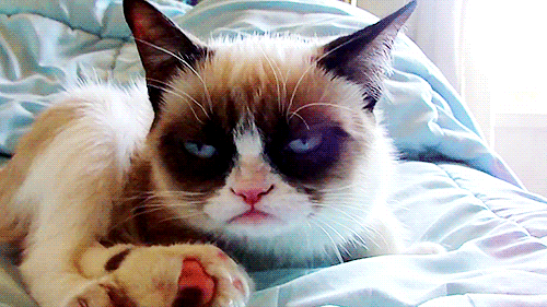 Le tricot en gif : le tricot vu par les chats grumpy cat