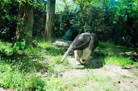 Et pourquoi pas le Zoo de Planckendael ? planckendael - le fourmilier a eu son succès !