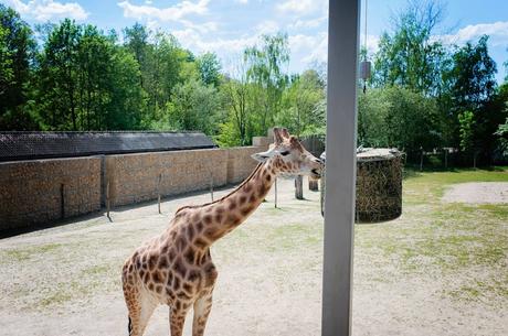 Et pourquoi pas le Zoo de Planckendael ? planckendael-10