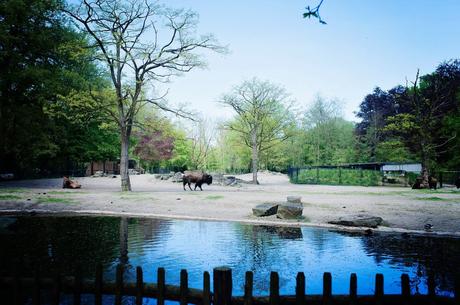Et pourquoi pas le Zoo de Planckendael ? planckendael-6