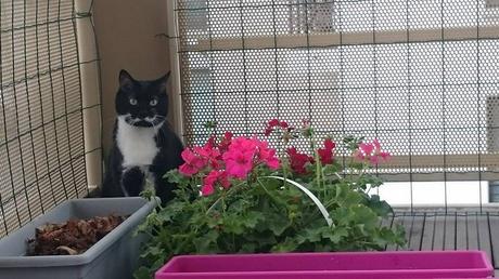 Semaine 21 – 2016 13240115_10154130333179351_6754148410554549783_n (1)