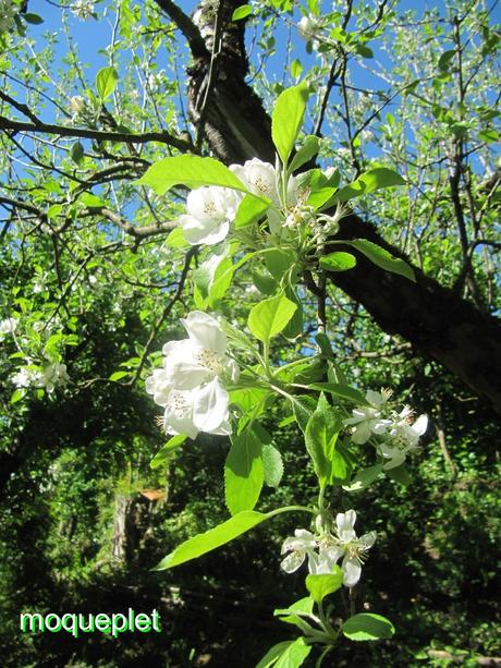 Divers - quelques fleurs du jardin