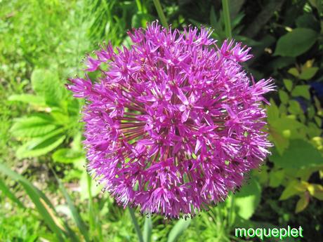 Divers - quelques fleurs du jardin