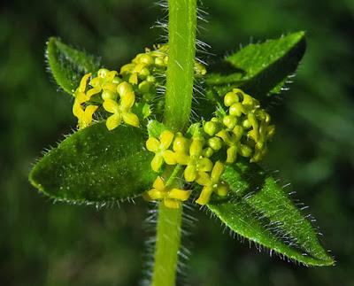 Gaillet croisette (Cruciata laevipes)