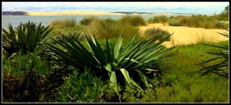 Max | le Bassin yuccaarca88.jpg