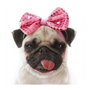 La Tangle Teezer Pug Love / Mon avis. La Tangle Teezer Pug Love / Mon avis.