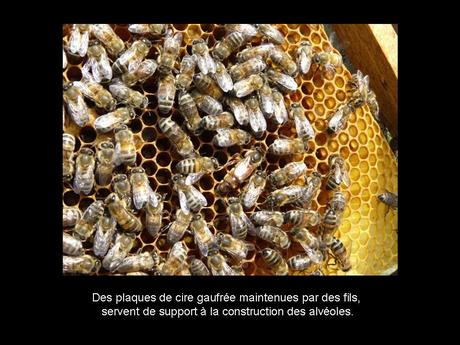 Divers - Les abeilles - 3