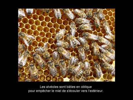 Divers - Les abeilles - 3