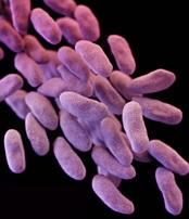 ANTIBIORÉSISTANCE: CRE, la superbactérie qui inquiète les experts américains – CDC-FDA