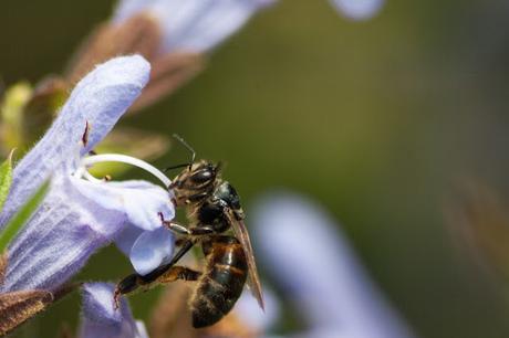 Comme pour l'article sur les abeilles et le Romarin, voic...