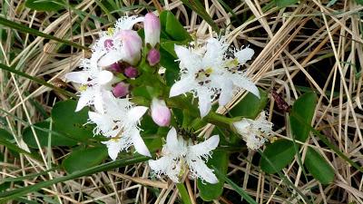 Fleurs des Alpes: le trèfle d´eau (Menyanthes trifiolata)- Der Fieberklee