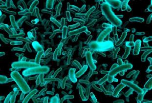 La sécheresse vaginale bacteria