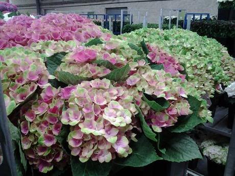 Siac hortensias Siac hortensias