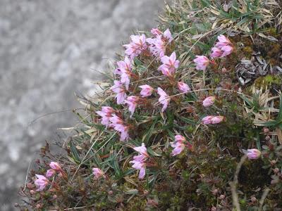 Fleurs des Alpes: Rhodothamnus chamaecistus / le rhodotamne ciste nain / Zwergalpenr0se