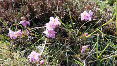 Fleurs des Alpes: Rhodothamnus chamaecistus / le rhodotamne ciste nain / Zwergalpenr0se