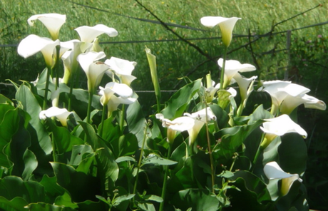 Arum blanc touffe Arum blanc touffe