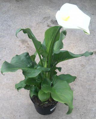 Arum blanc en pot Arum blanc en pot