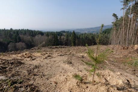 Forêt : au nom de l'économie, on détruit un capital naturel
