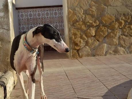 ARAMIS jeune galgo a adopter chez sos chiens galgos