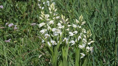 Fleurs des Alpes: Cephalenthera damasonium / la céphalanthère de Damas / Weißes Waldvöglein (Orchidacée)