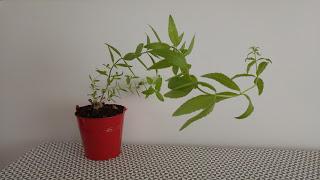 Tea Time #6 - Mes thés du moment Tea Time #6 - Mes thés du moment