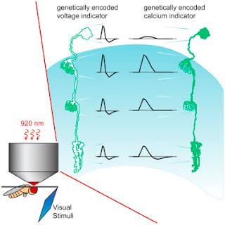 #cell #Drosophila #imageriesubcellulaire #signauxcalciques #voltage L’imagerie subcellulaire des signaux calciques et du voltage révèlent un processus neural in vivo