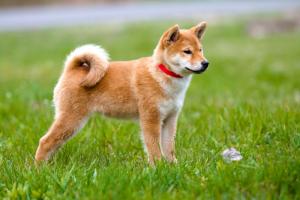 Être en affaire no 14: Être le premier en tout réussir en affaire conseils partir à son compte trucs business entrepreneur