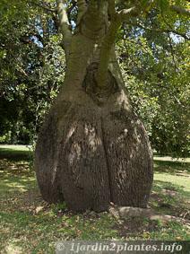 Brachychiton: arbre bouteille australien