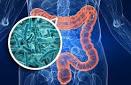 Un individu en bonne santé abrite en moyenne cent mille milliards de bactéries intestinales qui peuvent peser jusqu’à 3 kilos