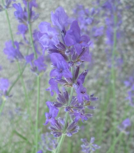 jardin,fleurs,été,printemps,jardinage,plantes