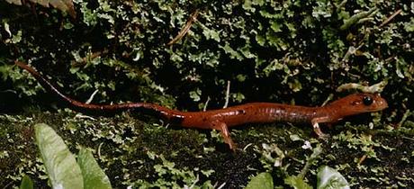 La salamandre du mandala