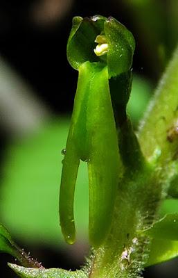 Listère à feuilles ovales (Neottia ovata)