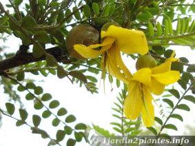 Arbuste à fleurs jaunes: le sophora microphylla