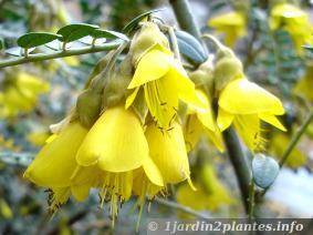 Arbuste à fleurs jaunes: le sophora microphylla
