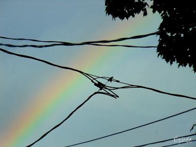 Asperges carbonara Asperges carbonara