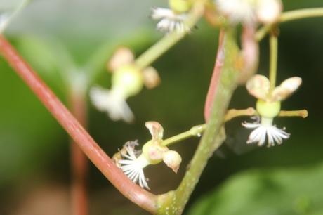 7 actinidia melanandra veneux 16 juin 2016 013 (1).jpg