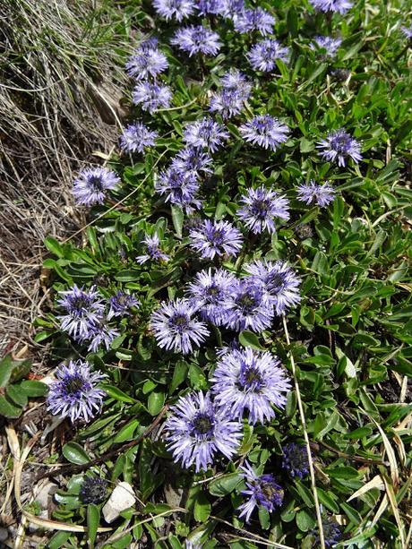 Fleurs des Alpes: Globularia / Globulaires / Kugelblumen