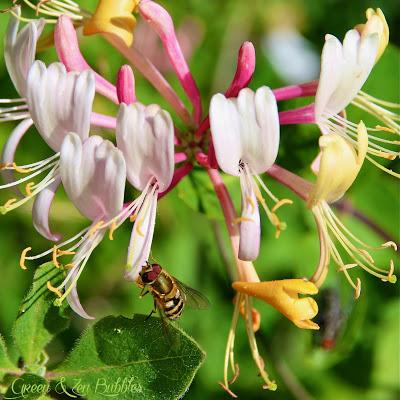 ✾Le Syrphe et le Chèvrefeuille✾ ✾Le Syrphe et le Chèvrefeuille✾