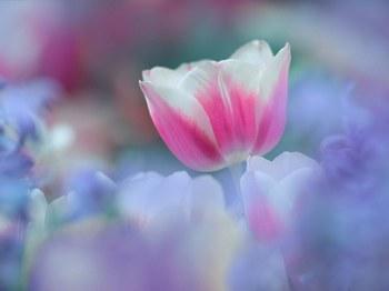 7754_8048653_tulipes_pastels_bleues_h233536_l1.jpg