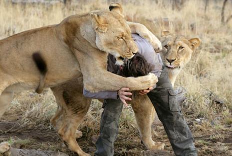 Kevin Richardson, l’homme qui murmure à l’oreille des lions