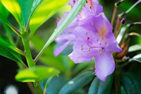 Limace Invaders Le Rhododendron a été moins fleuri cette année