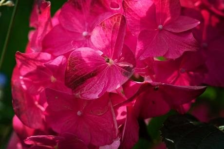 Limace Invaders De nouveaux Hortensia