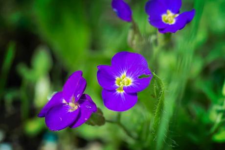 Limace Invaders fleurs-2016