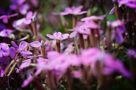 Limace Invaders fleurs-2016-2