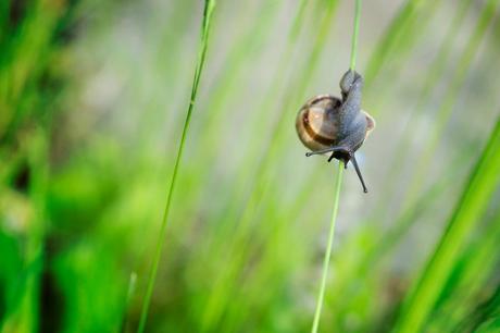 Limace Invaders La fête aux escargots