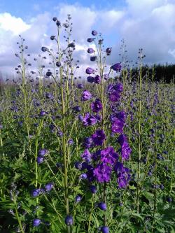 Delphiniums 02